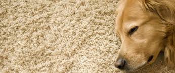 Pet stain and odor 